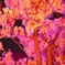 夜桜