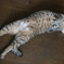 だれ～ねこ