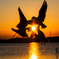 夕陽のユリカモメ..＃2