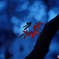 Autumn alone