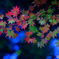Autumn star