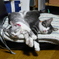 シンクロ 睡眠 グ～ (-.-)Zzz