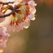golden cherry