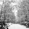 初雪の森