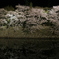 彦根城の夜桜②