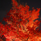 紅葉 清水寺