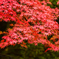 永源寺紅葉2015 1