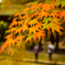 永源寺紅葉2015 3