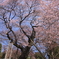 慈光寺の桜②　宇都宮