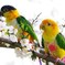 お花見インコ