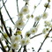 梅の花