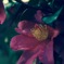 お花