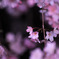 image087