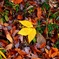 Fallen leaves