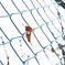 Fence and Fallen leaves