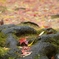 The falling leaves-1