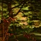 夜庭