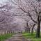 桜並木