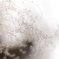 miscanthus 3