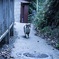 江の島 細道 猫
