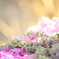 花燃ゆ（葉牡丹）