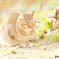 ひだまりねこ