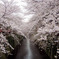 桜の川
