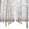 薄雪の落葉松林
