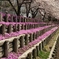 桜に囲まれて…