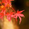 秋の終わり。虫食い紅葉