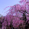 ややしだれ桜
