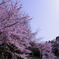 お天道様、桜様