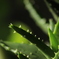 牙を剥く植物