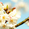 SAKURA☆