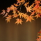 2015水元公園 秋2