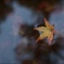 autumn leaf which floats in the water