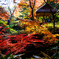 晩秋の六義園にて..＃5