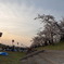 お花見