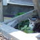IMGP1539子猫
