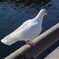 白鳩
