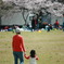 桜を見に行こう。