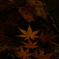 モミジ