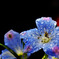 Crystal Blue