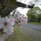 護国神社の桜