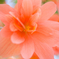 Peach Begonia