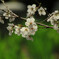 桜のプロフィール