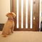 忠犬トイプー