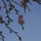 枝垂桜