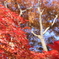 紅流れ