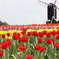 オランダ風
